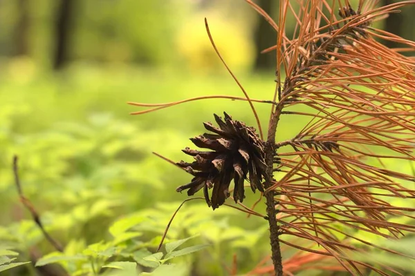 背景がぼやけている針葉樹の秋の枝に松のコーンの閉鎖 — ストック写真