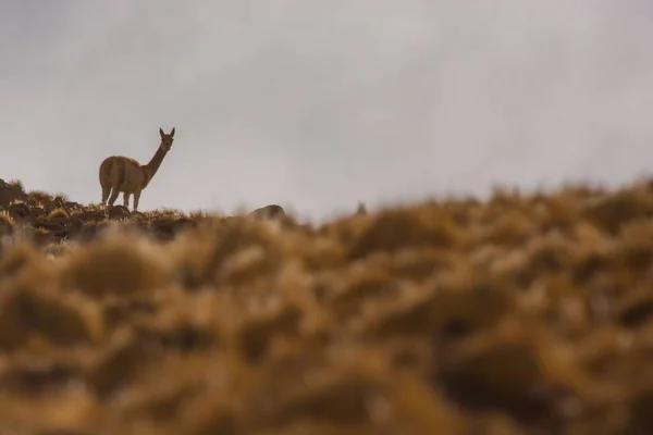 Stock image A selective of a guanaco (Lama guanicoe) in a field