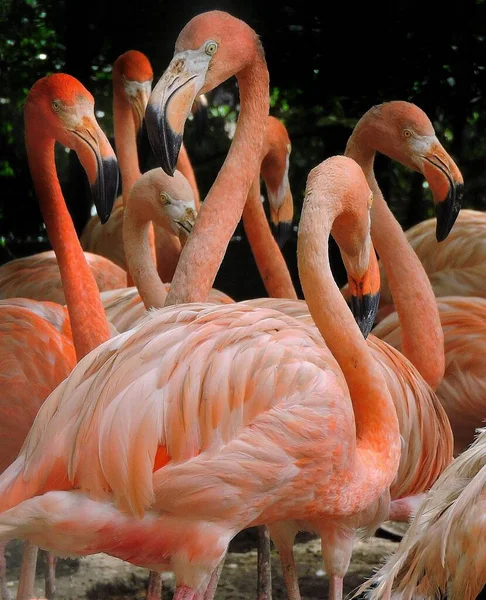 Den Amerikanska Flamingo Phoenicopterus Ruber Stor Art Flamingo Det Också — Stockfoto