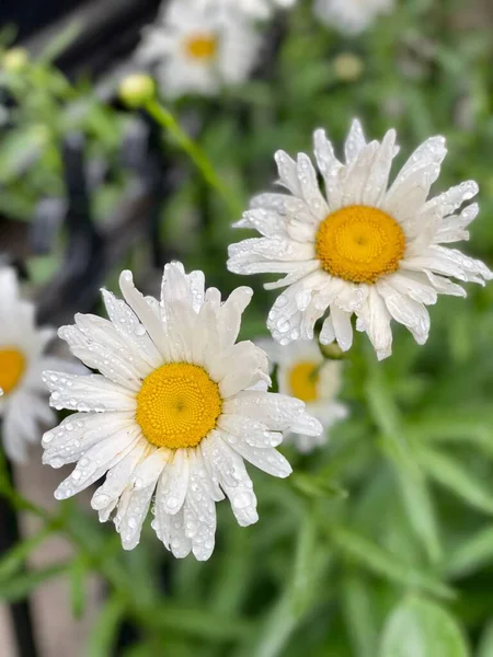 Yeşil Çalılıklarda Büyüyen Beyaz Papatya Çiçeklerinin Dikey Yakın Çekimi — Stok fotoğraf