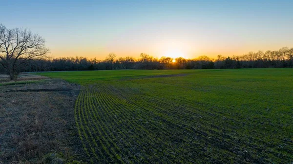 米国テキサス州ダラスの背景に青い空のある日没時の緑のフィールド — ストック写真