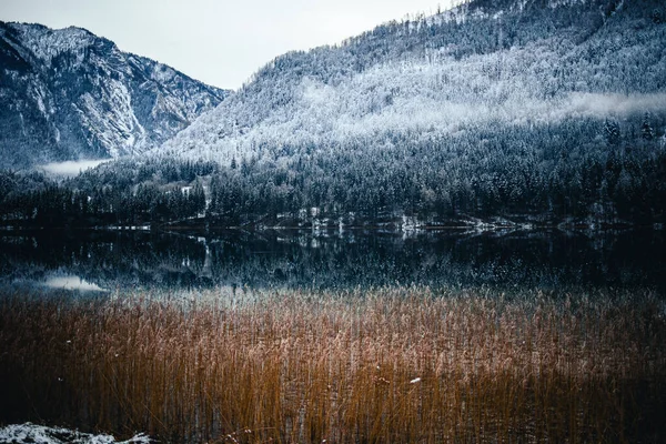 Beleza Uma Floresta Árvores Cobertas Plantas Neve Água Crescendo Frente — Fotografia de Stock