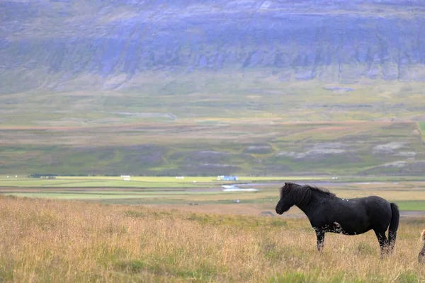 乾燥した芝生の畑で美しいアイスランドのポニーの景色 — ストック写真