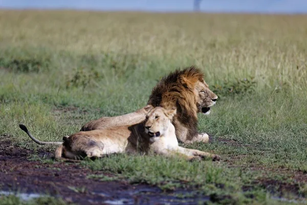Uma Leoa Leão Macho Descansando Grama Enlameada Masai Mara Quênia — Fotografia de Stock