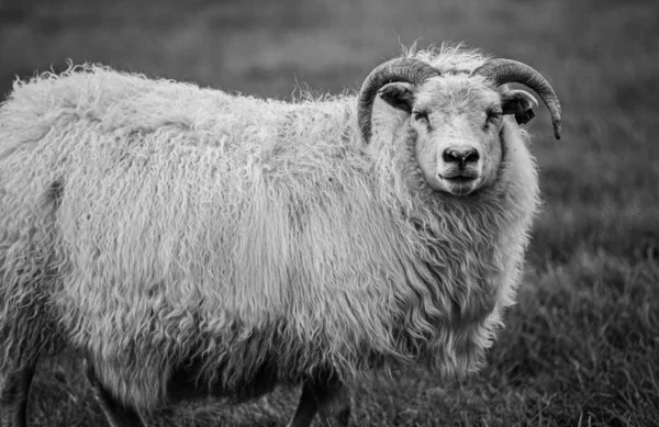 Strzał Owcy Skali Szarości Patrzącej Kamerę — Zdjęcie stockowe