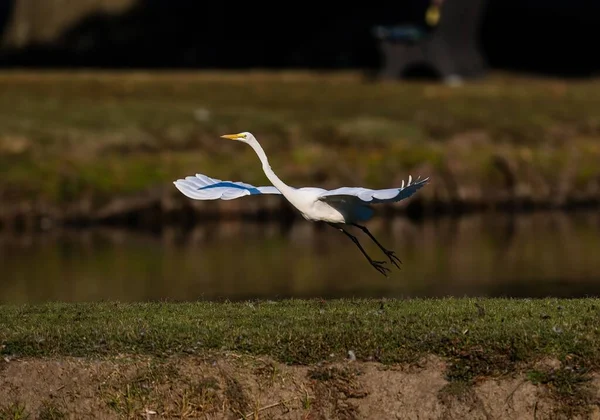 Una Hermosa Toma Una Gran Garza Blanca Volando Sobre Paisaje — Foto de Stock