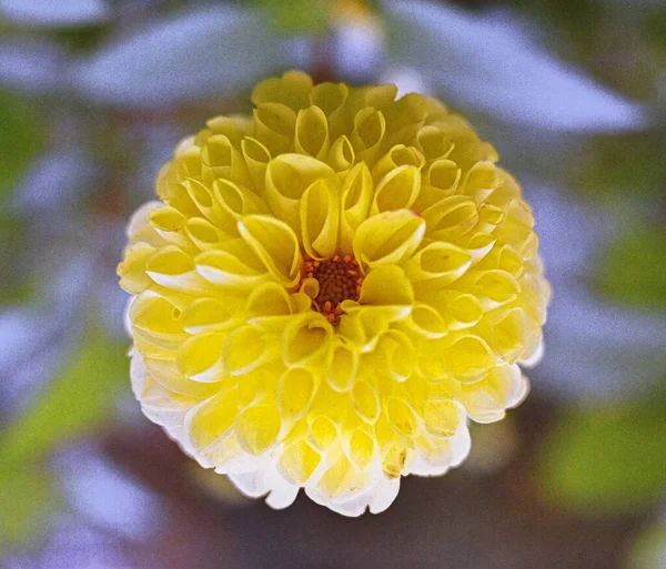 Zbliżenie Ujęcia Pięknej Dahlii Kwitnącej Ogrodzie — Zdjęcie stockowe