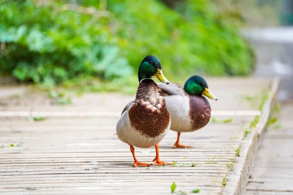 Closeup Shot Wild Ducks Walking Road — Stock Photo, Image