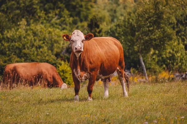 Uma Vaca Cabeça Branca Marrom Fazenda Dia Ensolarado — Fotografia de Stock