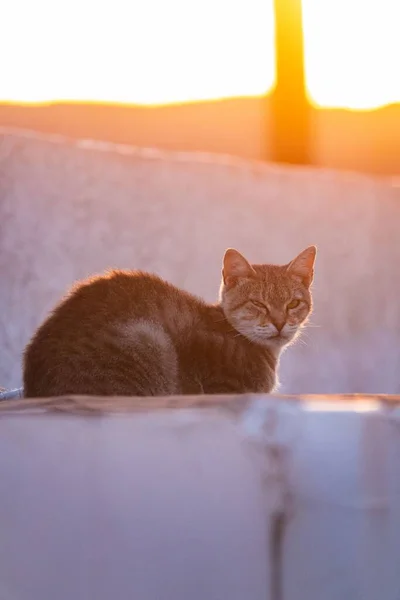 Gün Batımında Tekir Bir Kedi — Stok fotoğraf