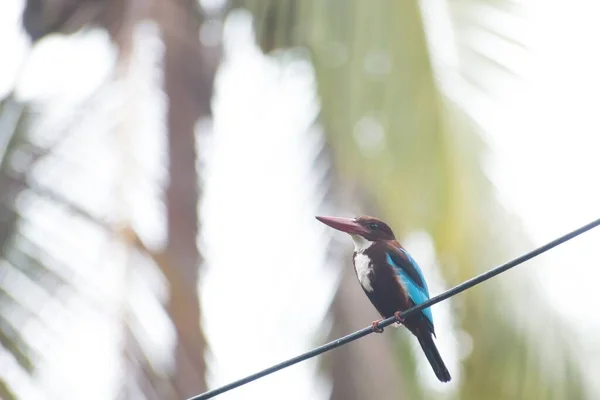 Een Kleine Gewone Ijsvogel Alcedo Rustend Met Palmbomen Wazige Achtergrond — Stockfoto