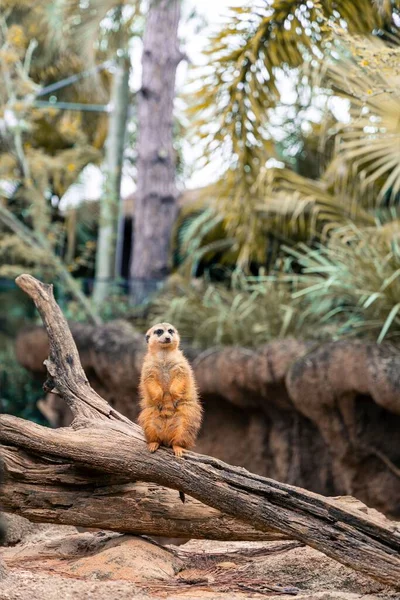 Une Jolie Suricate Faisant Une Pause Devant Caméra Zoo Melbourne — Photo