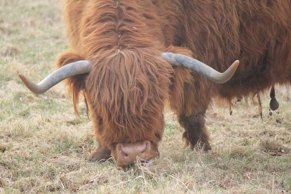 Highland Cattle Grazing Farm — Stock Photo, Image