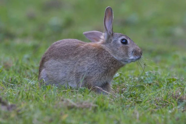 Çimlerin Üzerinde Bulanık Arka Planda Oturan Bir Tavşanın Yakın Plan — Stok fotoğraf
