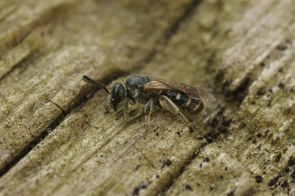 小蜜蜂坐在木制表面上的一个小沟蜂的宏观照片 — 图库照片