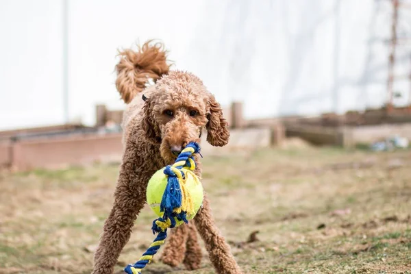Poodle Vermelho Marrom Bonito Que Joga Com Uma Bola Livre — Fotografia de Stock