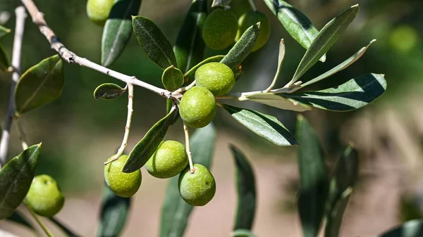 Gros Plan Branches Arbres Aux Olives Vertes — Photo