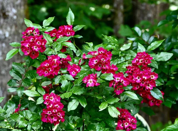 A close-up shot of red ballerina flowers in a garden