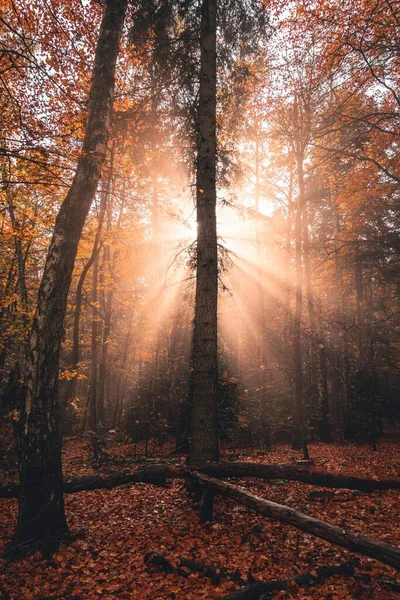 Vertical Bright Sunlight Hitting Back Tree Park Covered Autumn Foliage — Stock Photo, Image