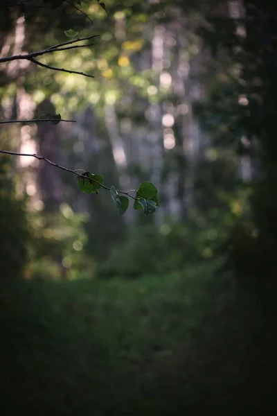 Colpo Verticale Ramo Albero Nella Foresta — Foto Stock