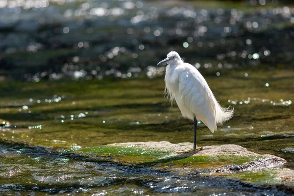 Cute White Little Egret Perched Water Sunny Day — Stock Photo, Image