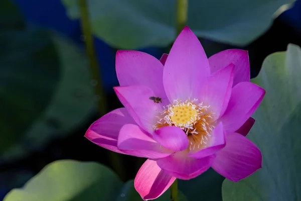 Bahçedeki Pembe Nilüfer Çiçeğinin Güzel Manzarası — Stok fotoğraf