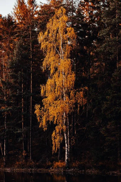 Вертикальный Снимок Высоких Деревьев Озера Осенью — стоковое фото