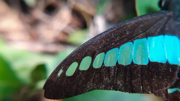 Zbliżenie Ujęcie Skrzydła Barwnego Motyla Rozmytym Tłem Podczas Dnia — Zdjęcie stockowe