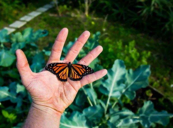 Hermoso Primer Plano Una Mariposa Monarca Una Palma — Foto de Stock