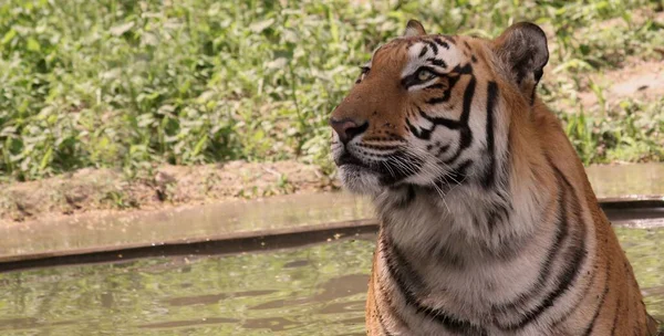 Portrait Tigre Panthera Tigris Sur Fond Eau — Photo