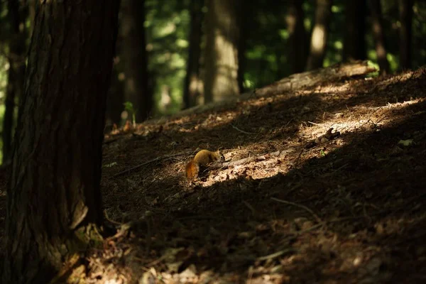 Pohled Červenou Veverku Lese Ontariu Kanada — Stock fotografie
