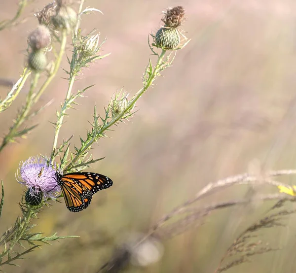 野外紫色花朵上蝴蝶的特写镜头 — 图库照片