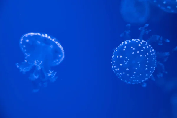 Krásný Detailní Záběr Medúz Vodě — Stock fotografie