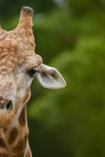 Uno Scatto Verticale Ritratto Una Giraffa — Foto Stock