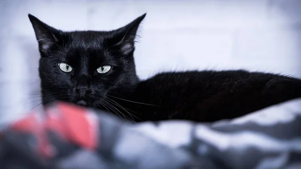 Zarif Bir Siyah Kedinin Yakın Plan Çekimi — Stok fotoğraf