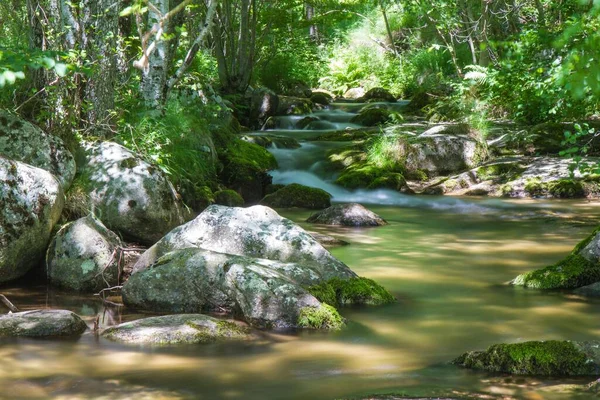 Malý Potok Tekoucí Lese — Stock fotografie