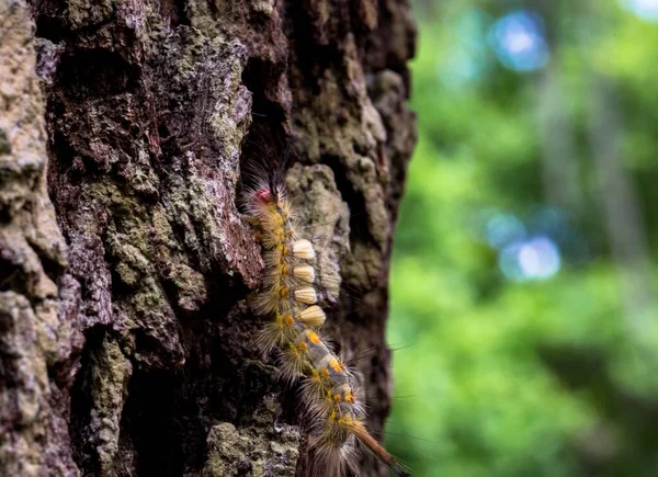 Макроснимок Гусеницы Стволе Дерева — стоковое фото