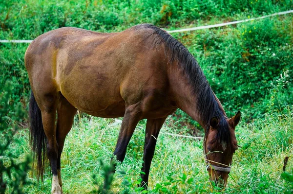 Close Hucul Pony Pastando Exuberante Prado Verde Luz Dia — Fotografia de Stock