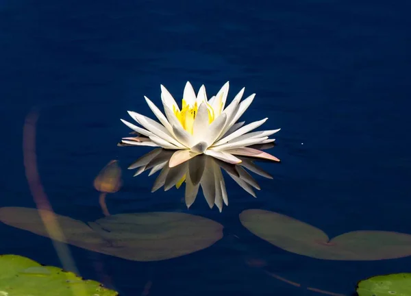 Waterlily Branco Uma Lagoa — Fotografia de Stock