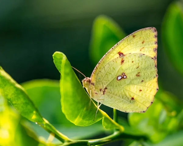 葉の上に休息する一般的な移民蝶 — ストック写真