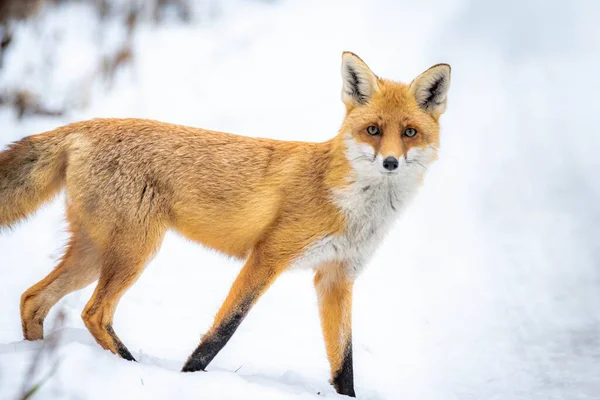 Μια Κόκκινη Αλεπού Περπατά Μέσα Στο Χιόνι Στο Δάσος Μια — Φωτογραφία Αρχείου