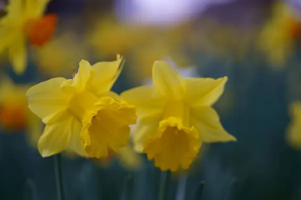 Detailní Záběr Krásné Žluté Květy Našel Roste Divočině — Stock fotografie