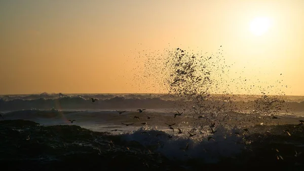 Een Strand Met Vogels Die Het Water Vliegen Californië Bij — Stockfoto