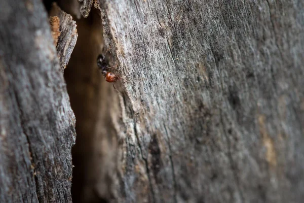 Ağaçtaki Bir Karıncaya Yakın Çekim — Stok fotoğraf