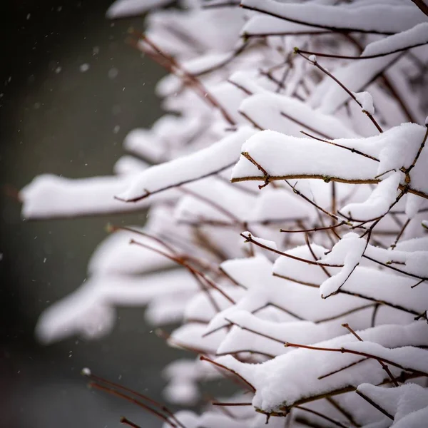 Bezlistne Drzewo Cienkimi Gałęziami Pokrytymi Grubymi Warstwami Śniegu Piękne Zimowe — Zdjęcie stockowe