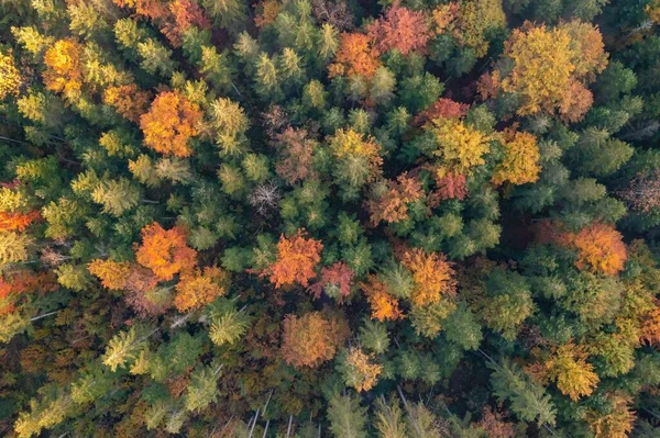 Μια Εναέρια Άποψη Ενός Πολύχρωμου Δάσους Φθινόπωρο — Φωτογραφία Αρχείου