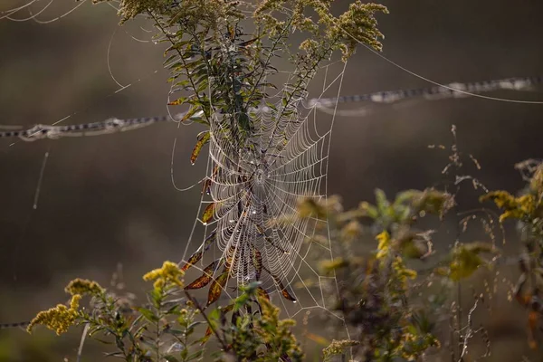 森の植物にぶら下がっている対称のクモの巣 — ストック写真