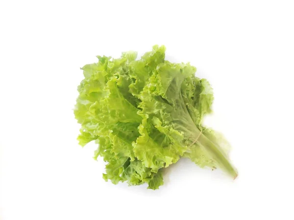 Legumes Folhosos Alface Alface Mais Frequentemente Usada Para Saladas Embora — Fotografia de Stock