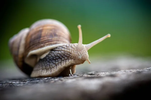 蜗牛在模糊的背景下捕捉到的蜗牛的一种宏观的 有选择的焦点 — 图库照片