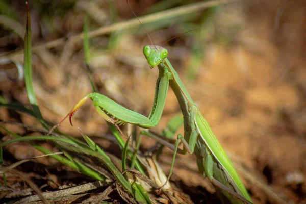 Closeup Shot European Praying Mantis Sitting Grass Garden Blur Background — Stock Photo, Image